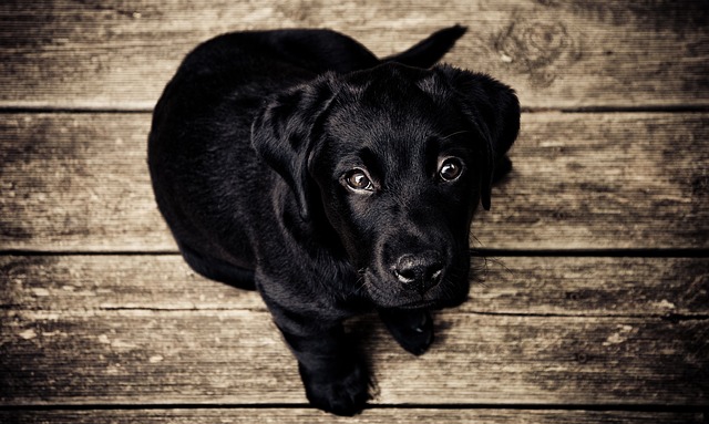 šteniatko čierneho labradora.jpg
